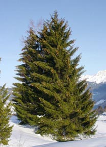 spruce.jpg